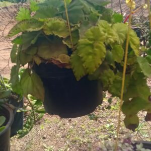 Angel Wing Begonia