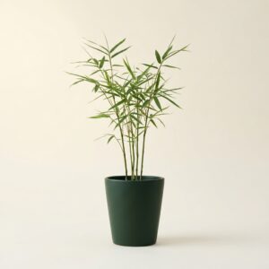 Bamboo Seedling