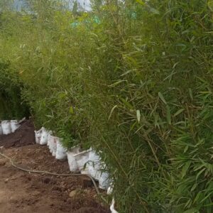 Bamboo Seedling (Premium)