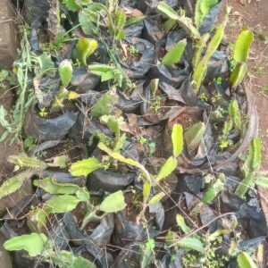 Black Ajuga