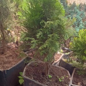 Cypress Specimen