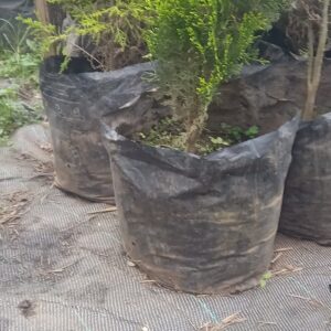 Emerald Thuja