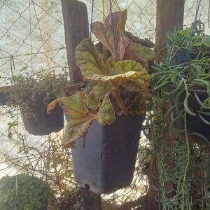 Escargot Begonia