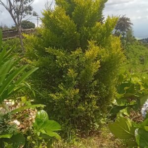 Golden Thuja
