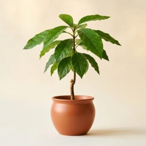 Grafted Avocado Seedling
