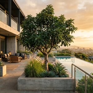 Grafted Avocado Tree