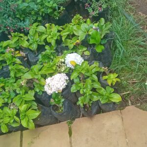 Hydrangea Cluster