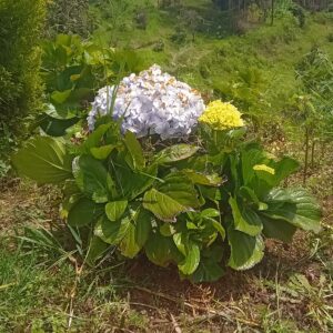 White Hydrangea