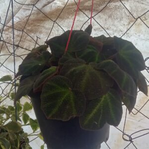 Iron Cross Begonia