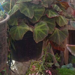 Iron Cross Begonia (Large)