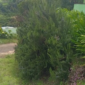 Lavender Bush