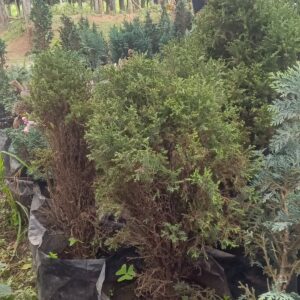Mature Conifer