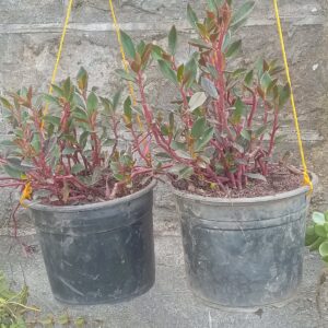 Photinia Red Robin