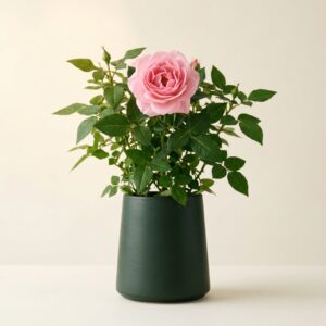 Pink Rose