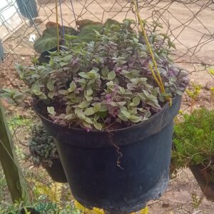 Purple Tradescantia