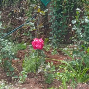 Red Rose