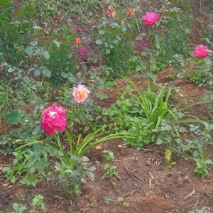 Rose Garden Mix
