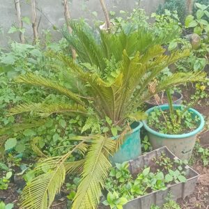 Sago Palm