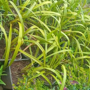 Spider Plant