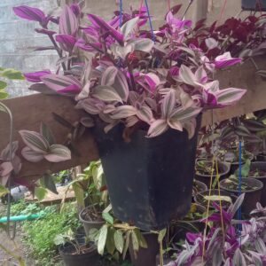 Tradescantia Nanouk