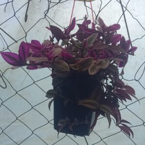 Tradescantia Zebrina