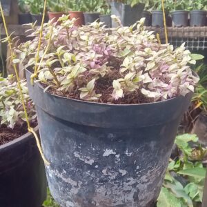 Variegated Tradescantia